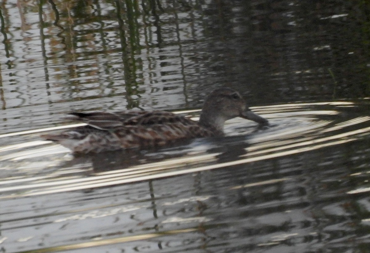 שרשיר - ML646810665