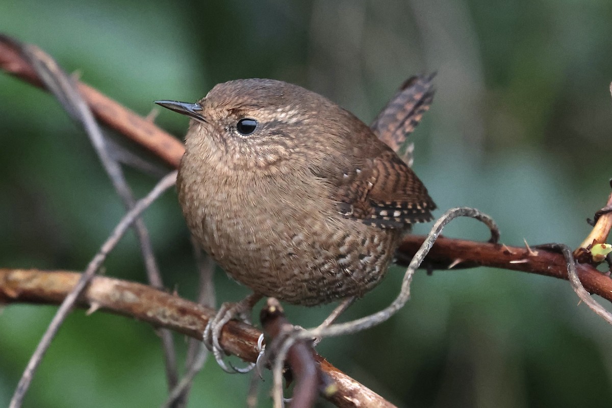 Волоочко кордильєрське - ML646810667