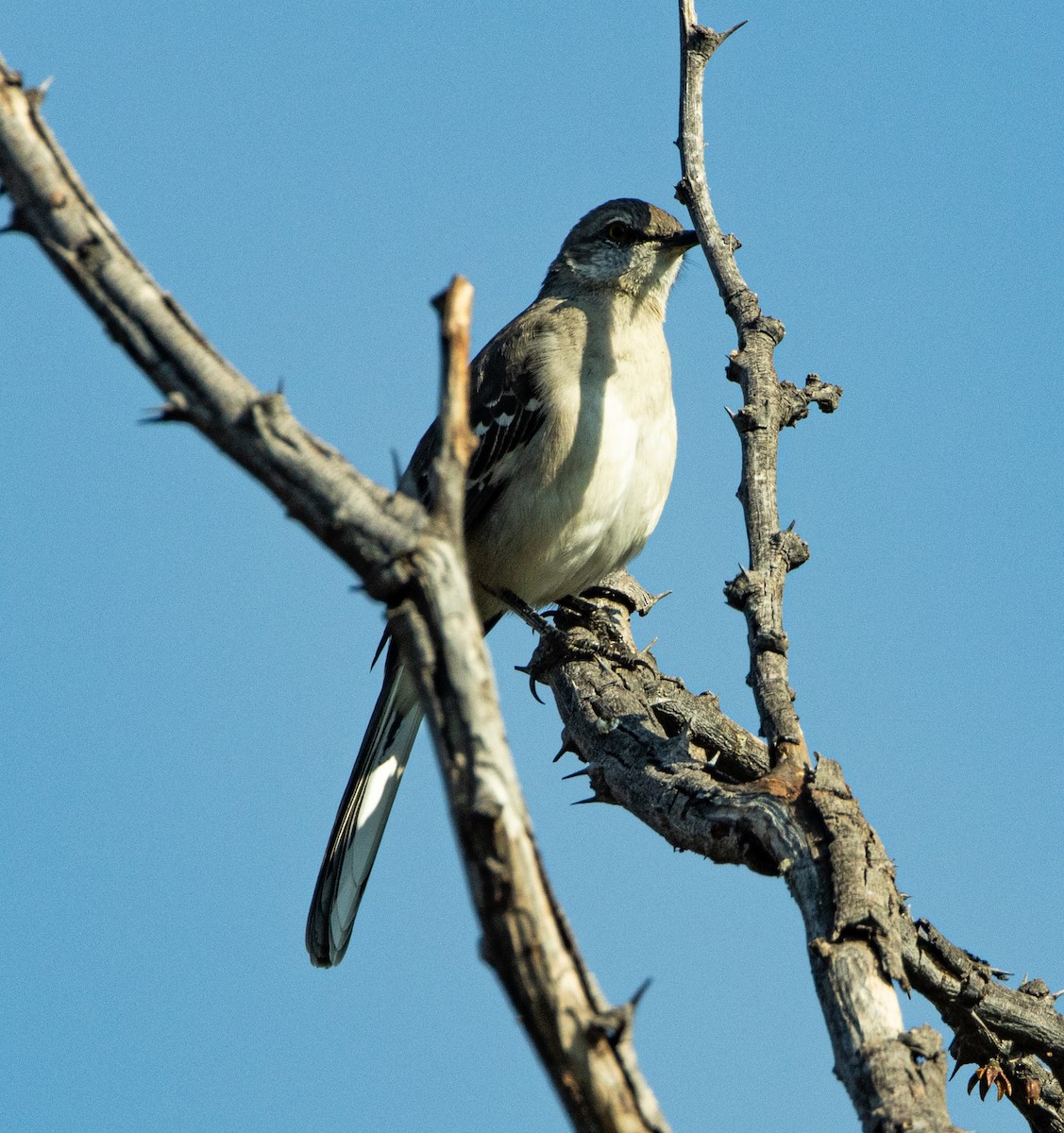 Northern Mockingbird - ML646810668