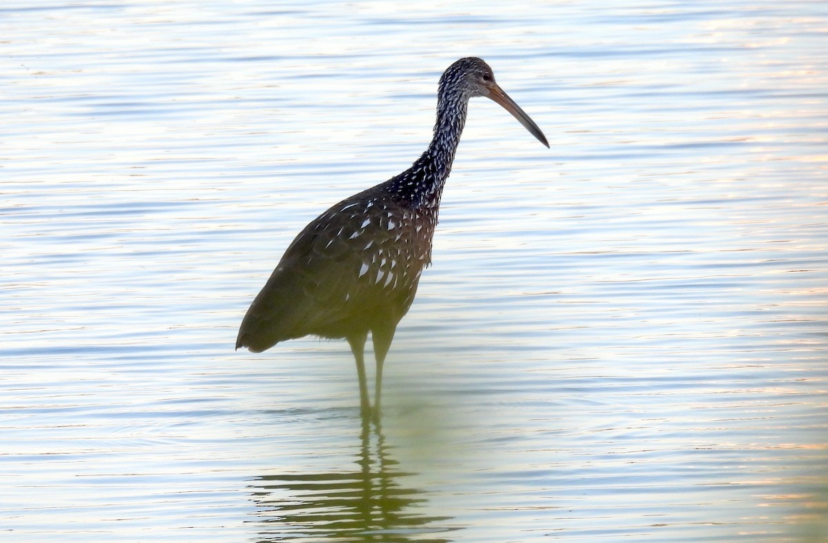 Limpkin - ML646810669