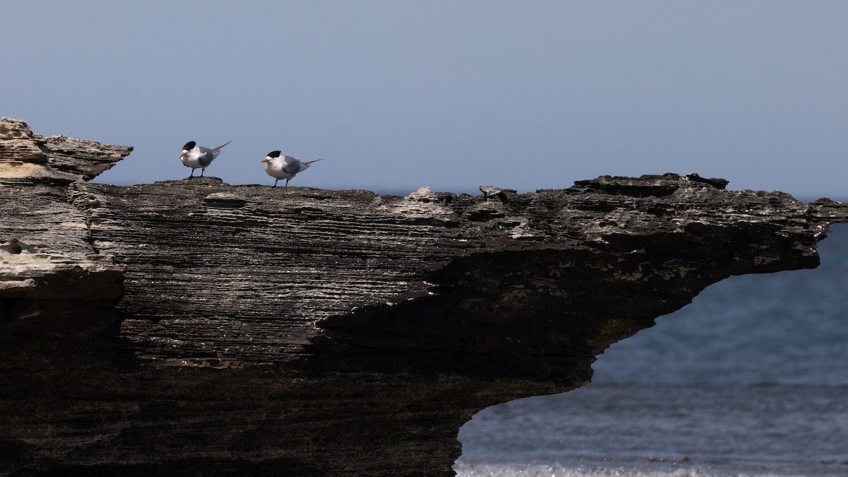 Great Crested Tern - ML646810670