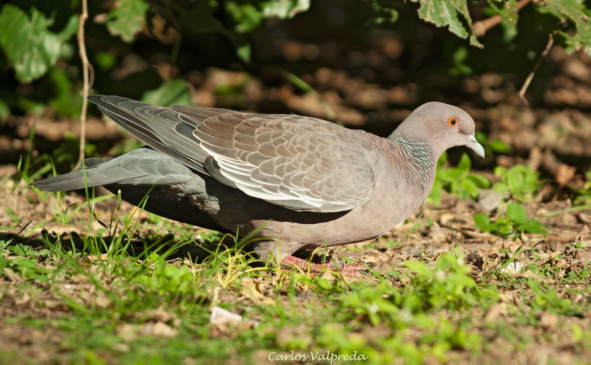 Голуб аргентинський - ML646810672