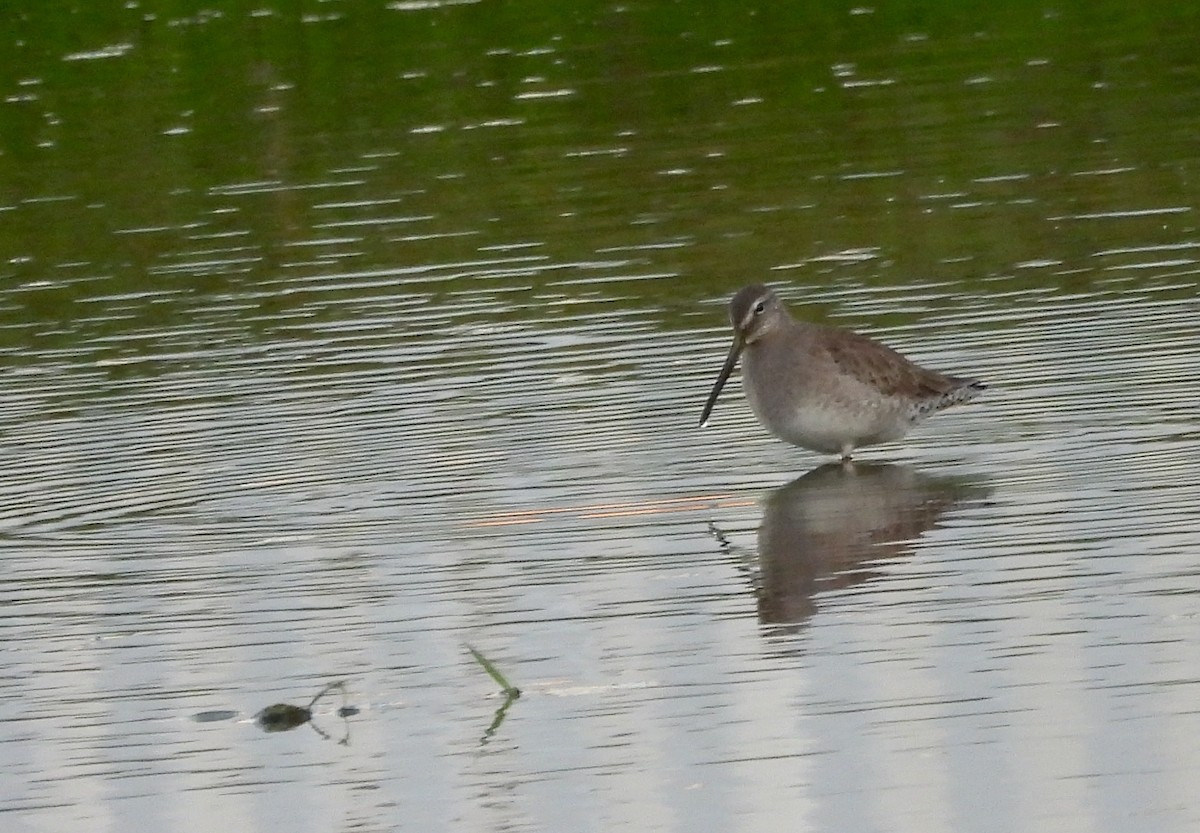 חרטומנית ארוכת-מקור - ML646810673