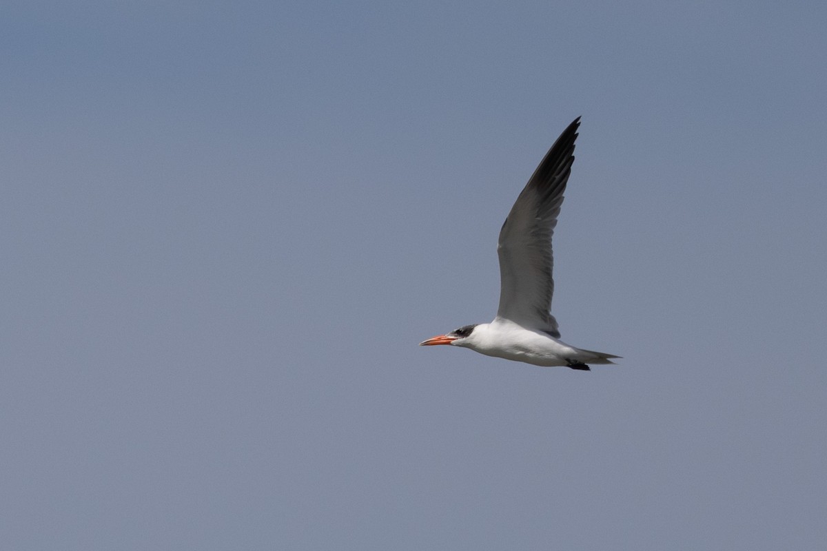 Txenada mokogorria - ML646810675