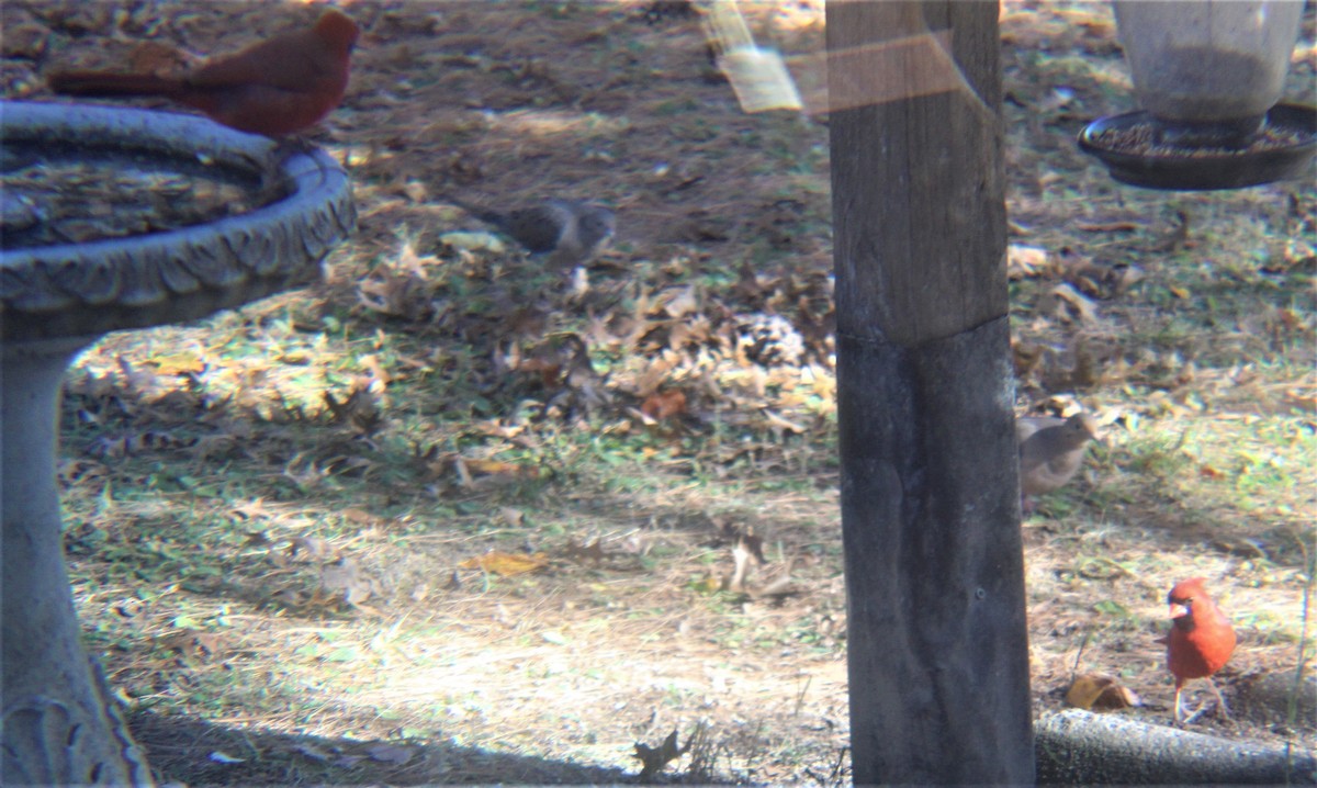 Rotkardinal - ML646810679