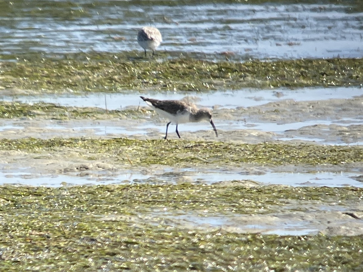 Краснозобик - ML646810681