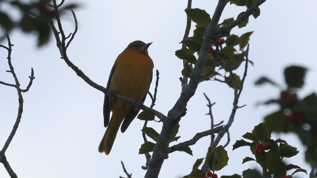 Baltimore Oriole - ML646810685