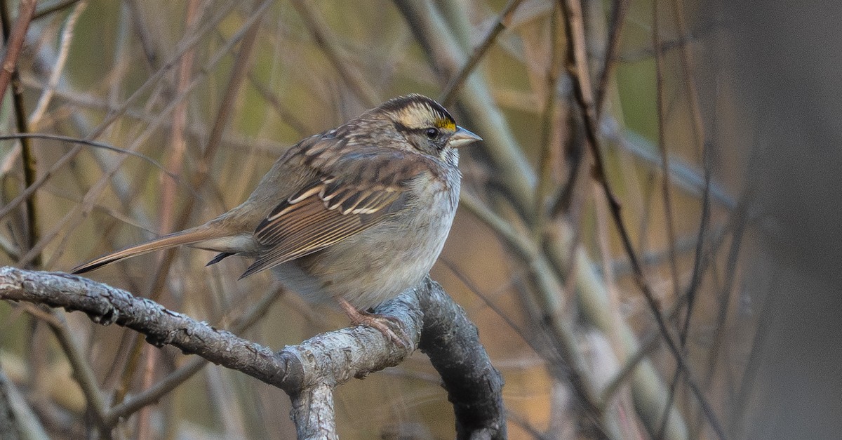 strnadec bělohrdlý - ML646810690