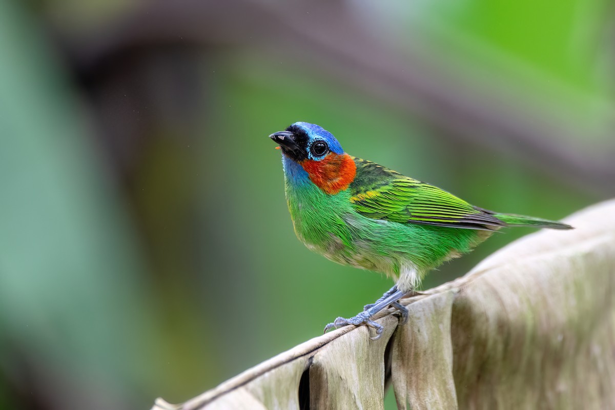 Red-necked Tanager - ML646810692