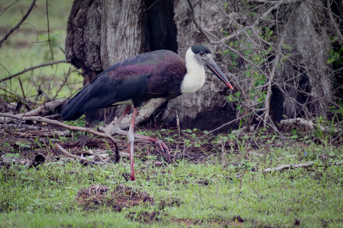 Asian Woolly-necked Stork - ML646810693