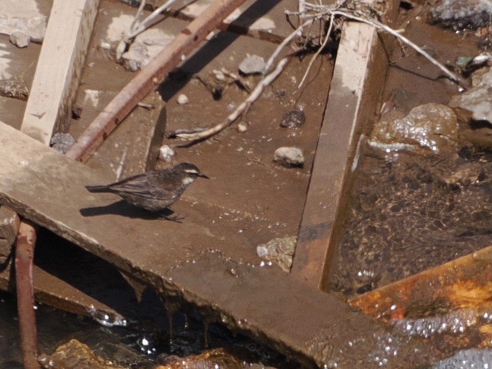 Gray-flanked Cinclodes - ML646810694