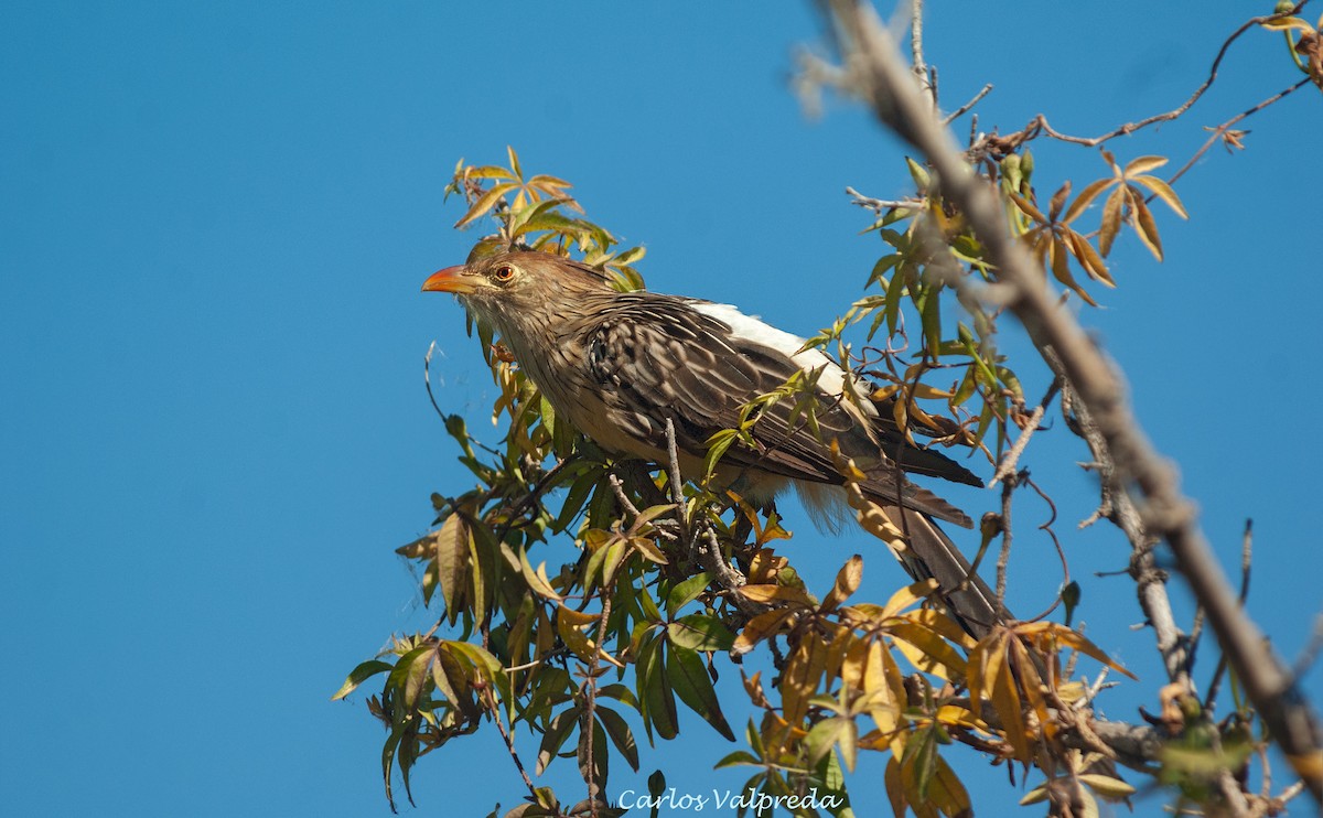 Гуира - ML646810695