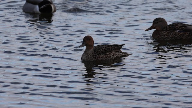 Шилохвіст північний - ML646810699
