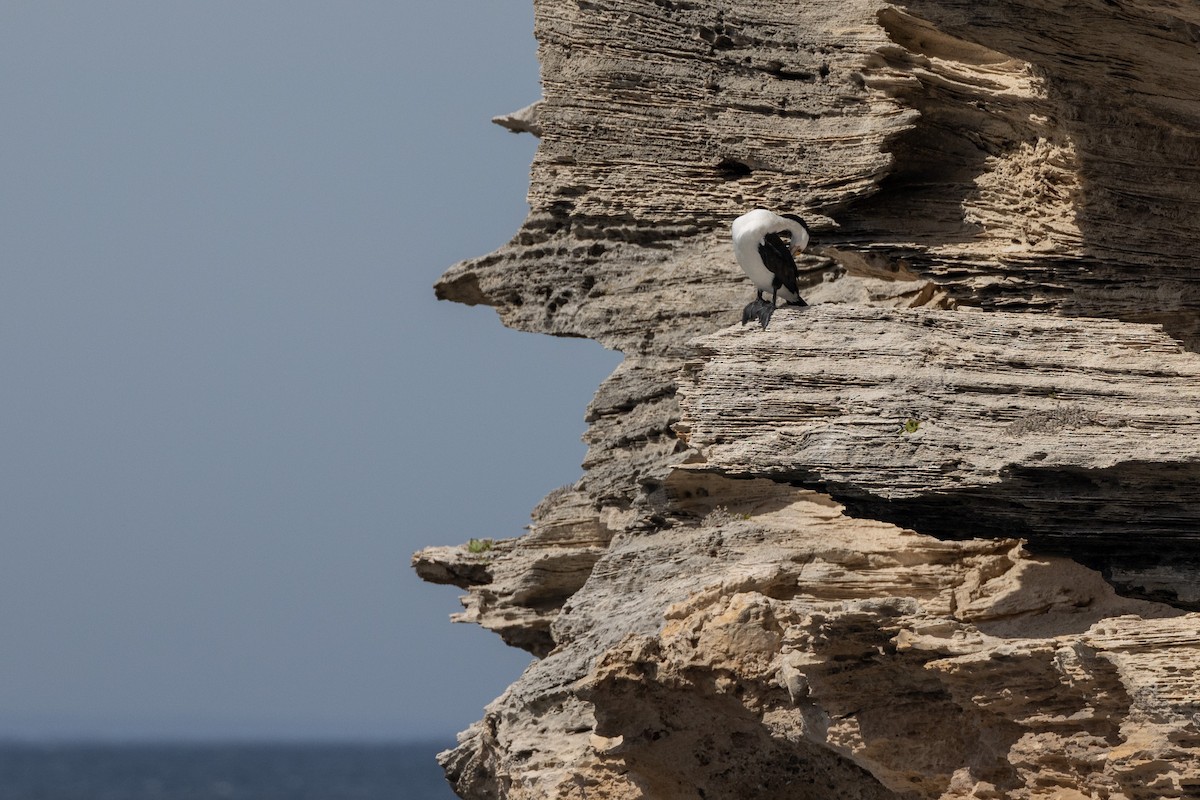 Pied Cormorant - ML646810700
