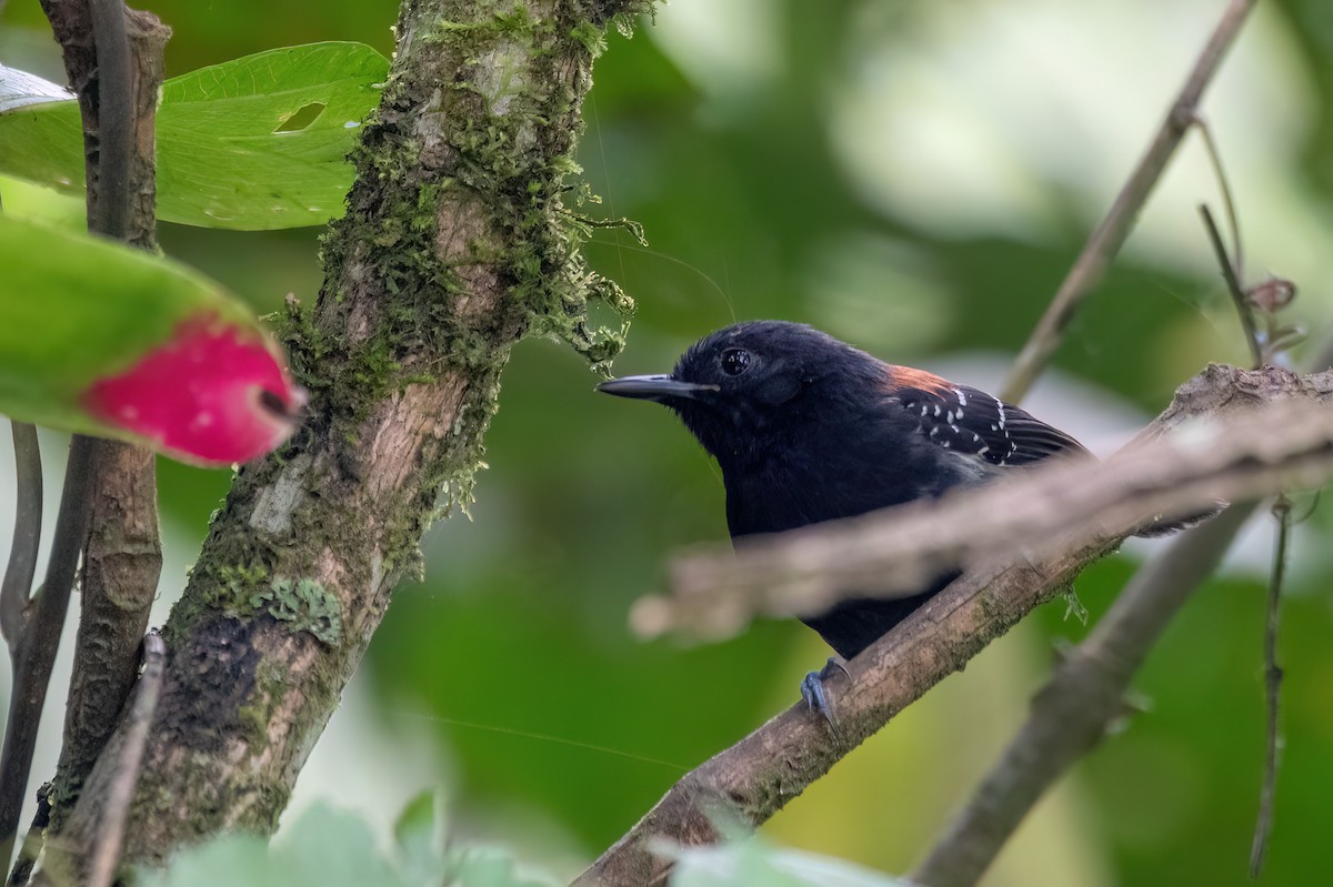 Black-hooded Antwren - ML646810701