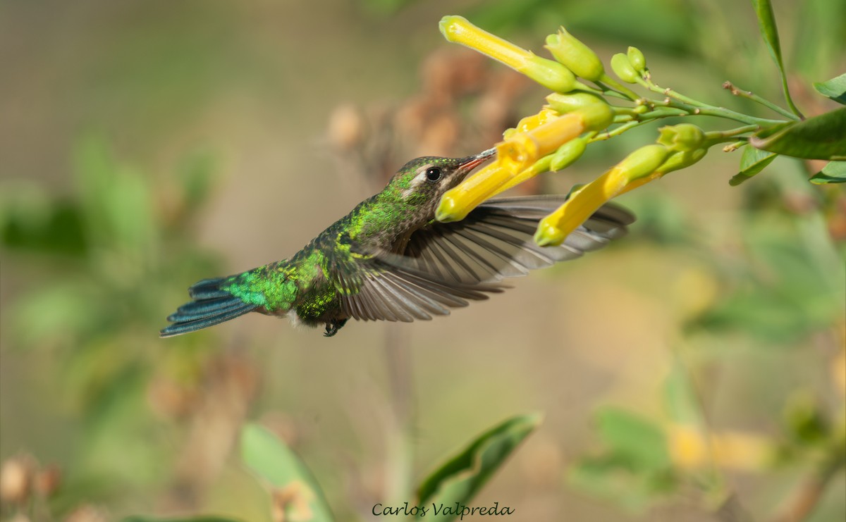 Сверкающий изумруд - ML646810703