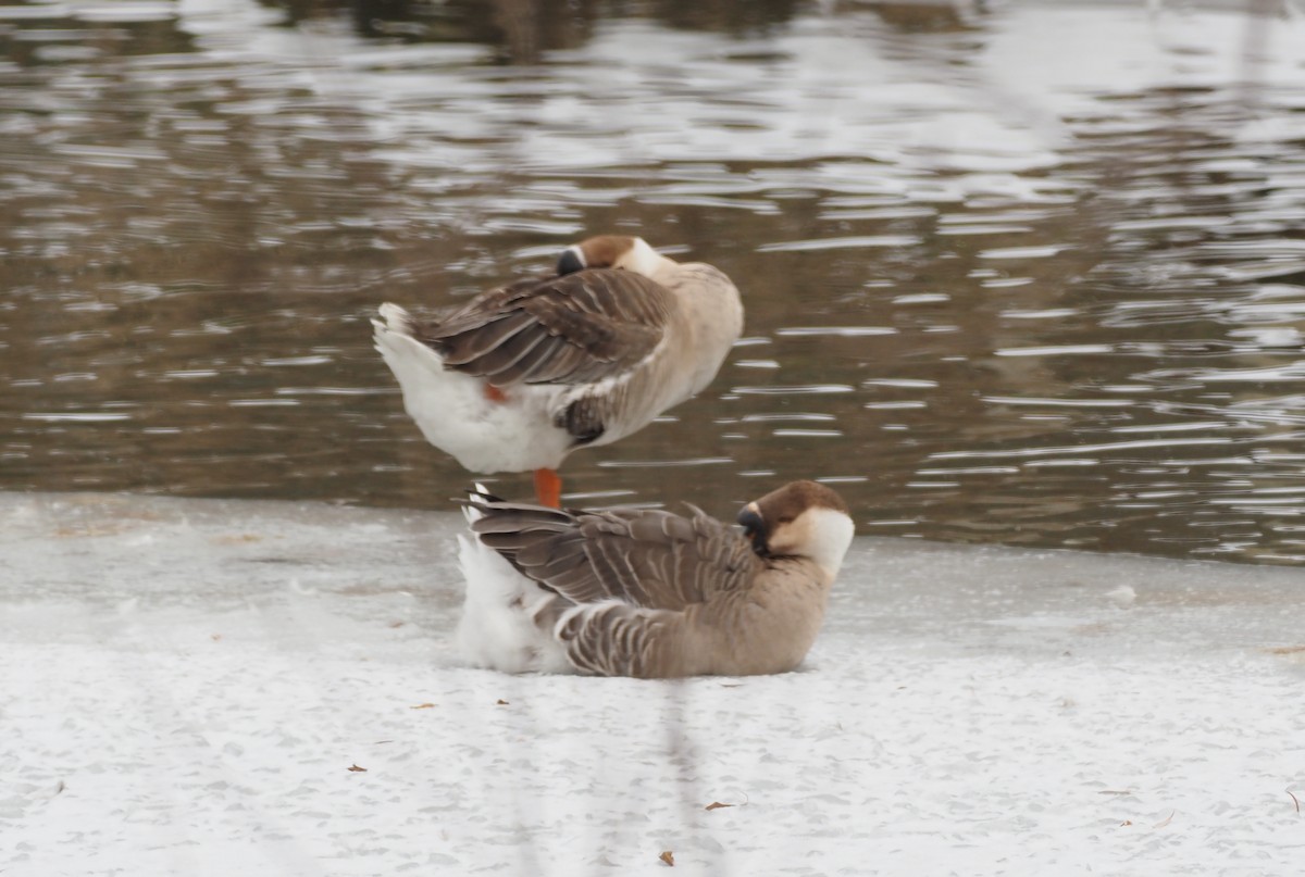 マガン属（家畜） - ML646810704