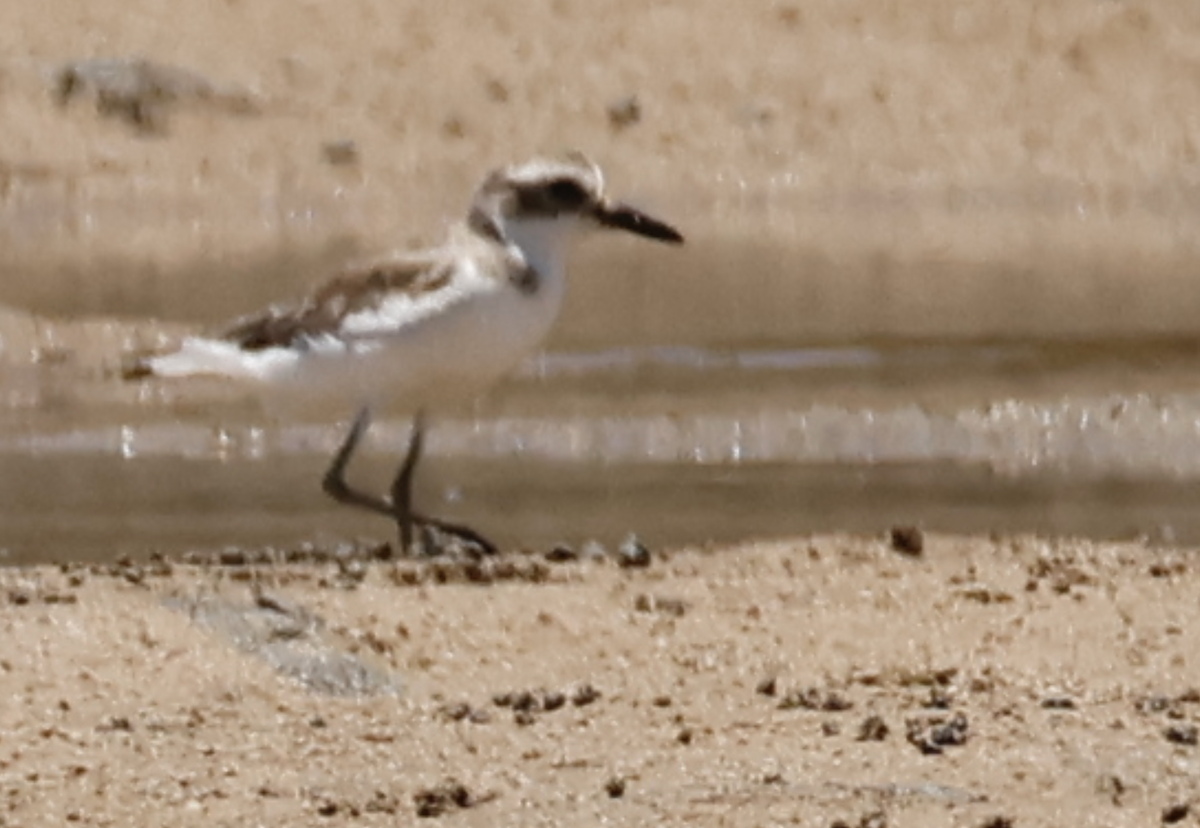 Wüstenregenpfeifer - ML646810705