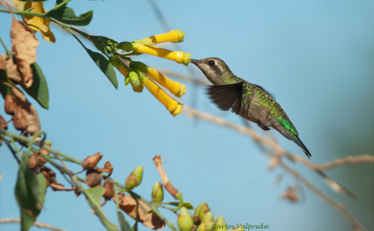 Сверкающий изумруд - ML646810706