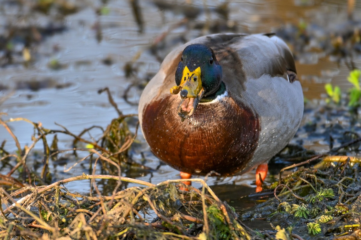 Крижень звичайний - ML646810708
