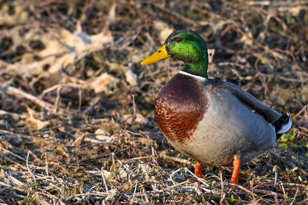 Крижень звичайний - ML646810709