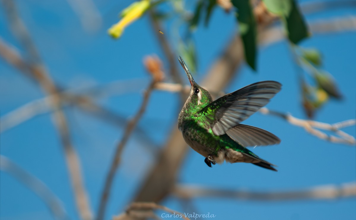 Сверкающий изумруд - ML646810710