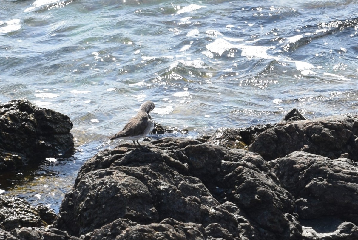 Бонапартов песочник - ML646810711