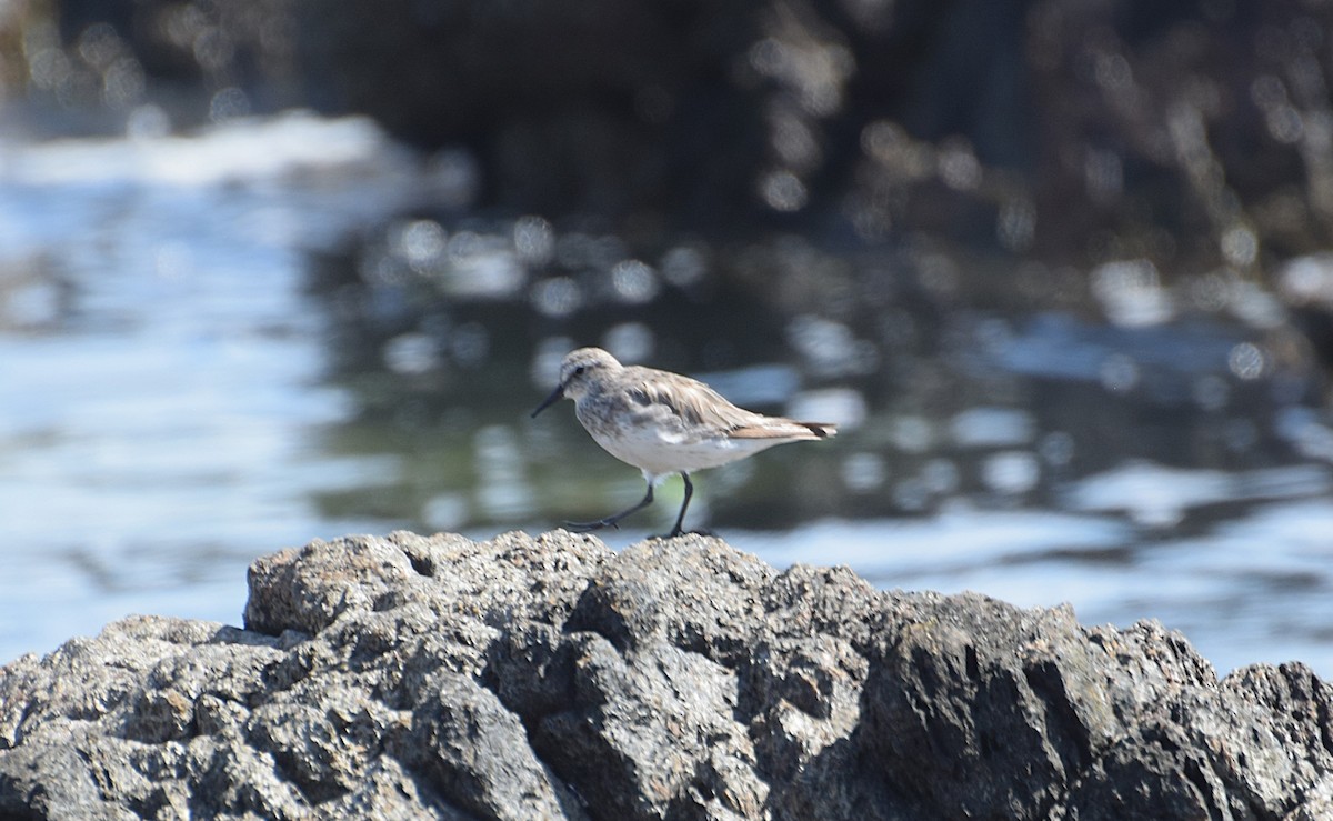 Бонапартов песочник - ML646810714