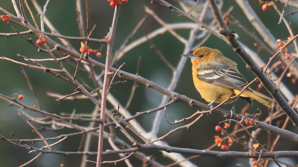 Baltimore Oriole - ML646810715
