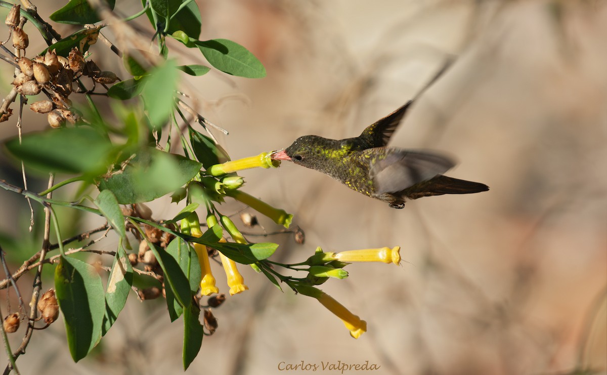 Золотистый сапфир - ML646810716