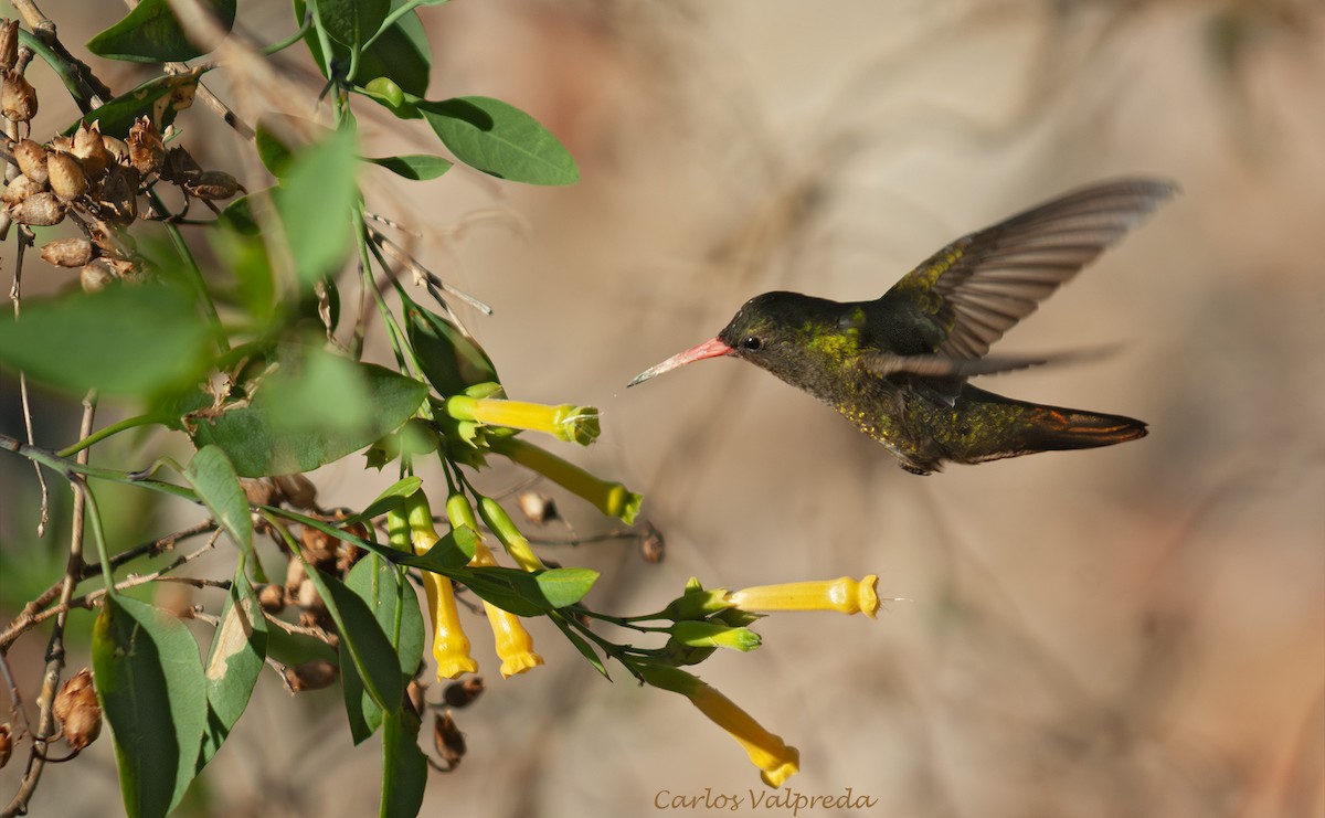 Zafiro Bronceado - ML646810720