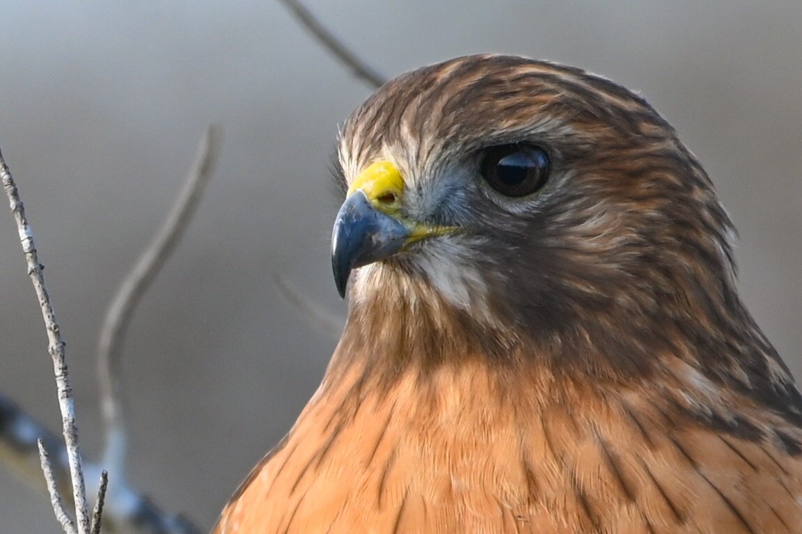 Канюк рудоплечий - ML646810721