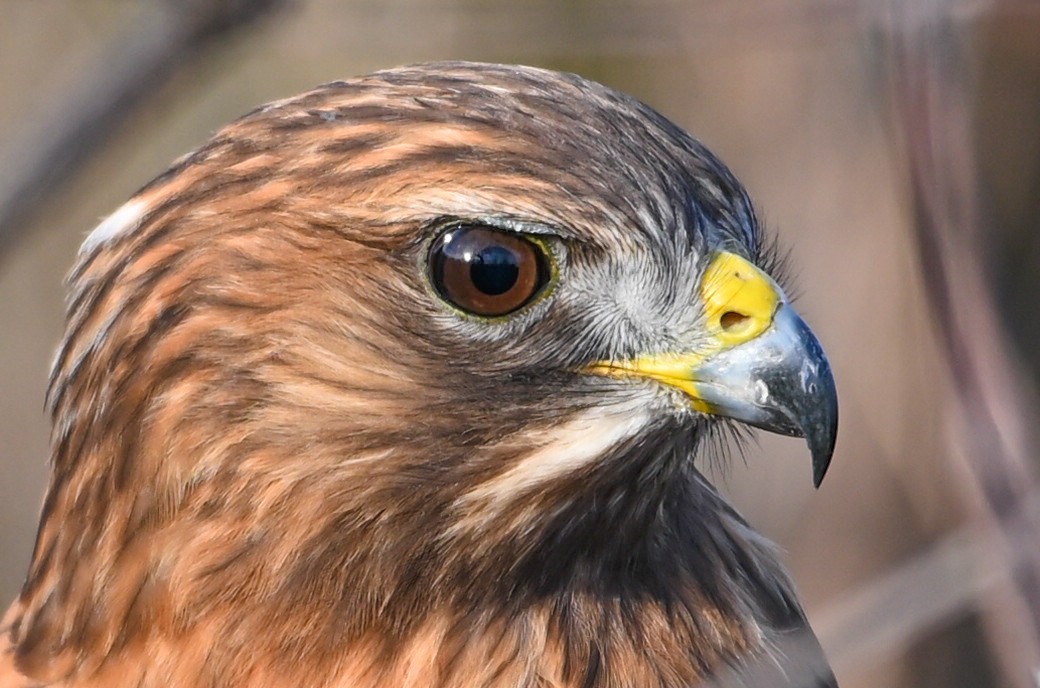 Канюк рудоплечий - ML646810722