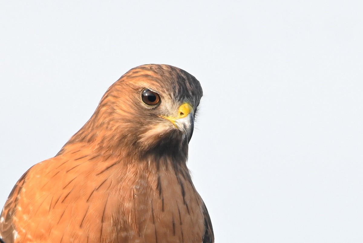 Канюк рудоплечий - ML646810723