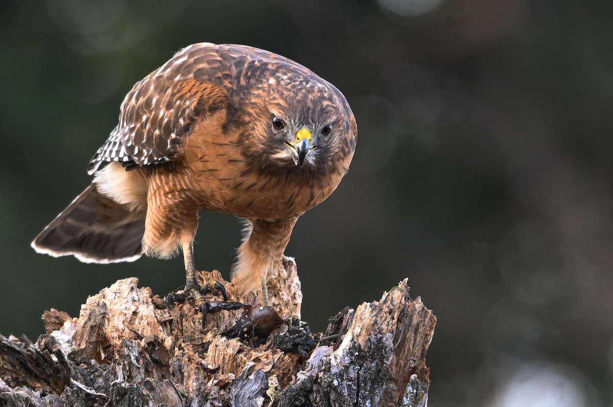 Канюк рудоплечий - ML646810724