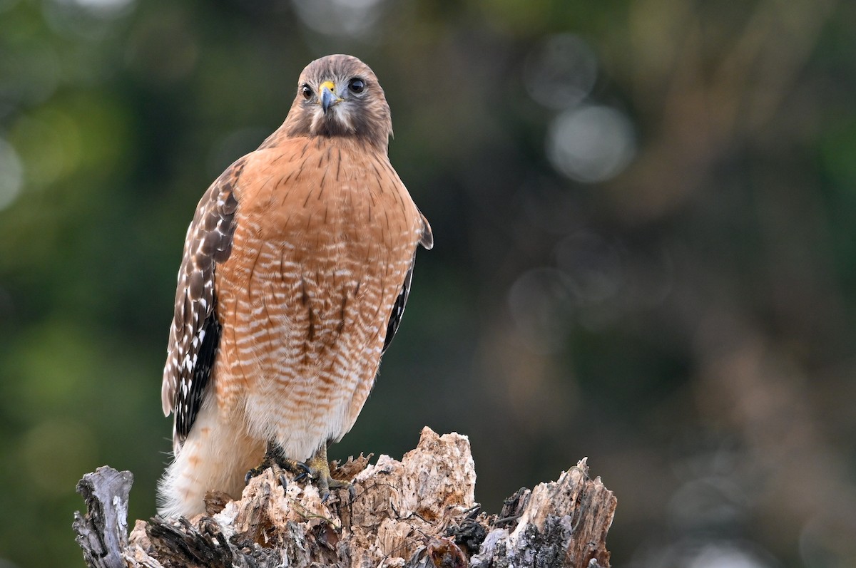 Канюк рудоплечий - ML646810725