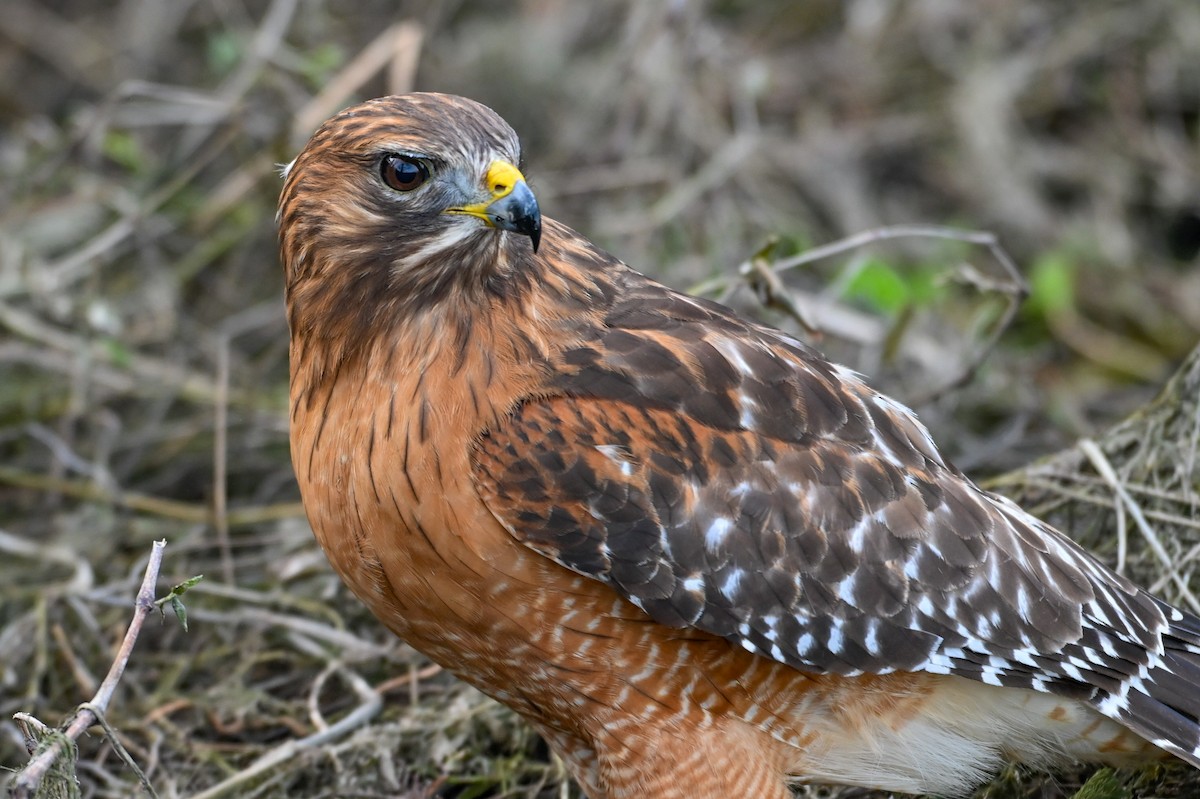 Канюк рудоплечий - ML646810726