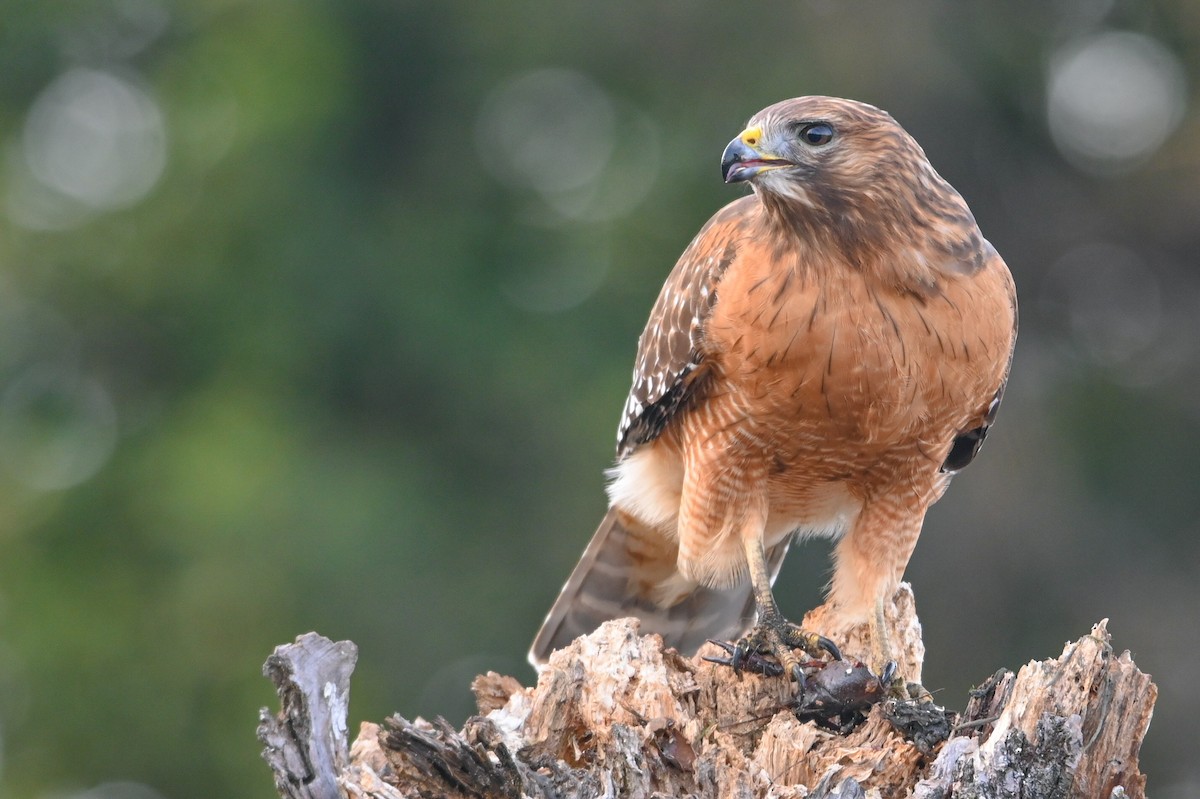 Канюк рудоплечий - ML646810727