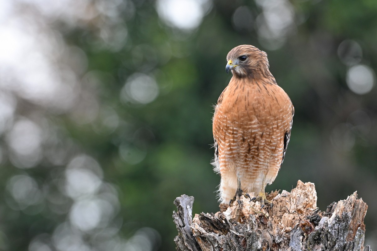 Канюк рудоплечий - ML646810728