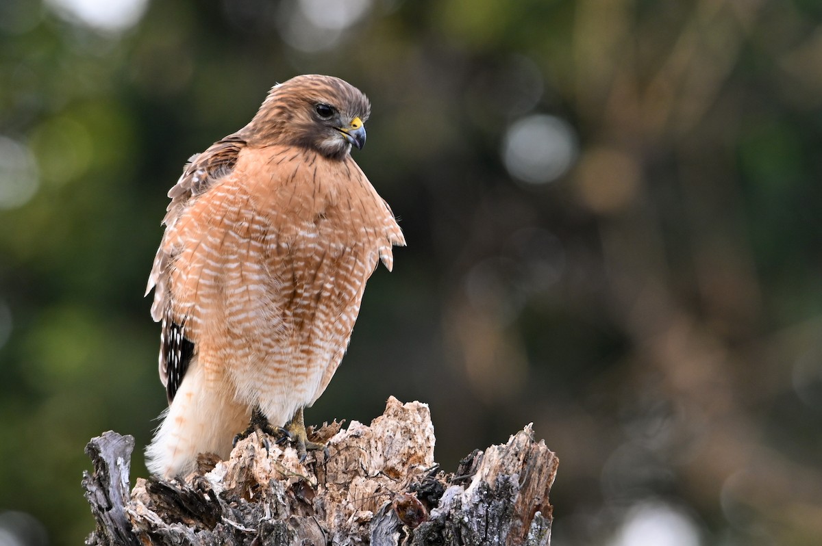 Канюк рудоплечий - ML646810729