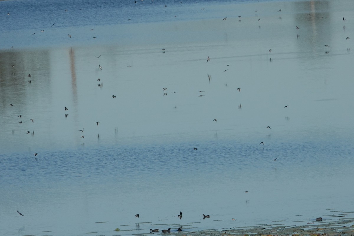 Tree Swallow - ML646810730