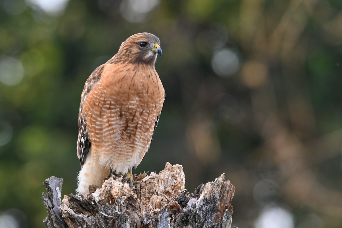 Канюк рудоплечий - ML646810731