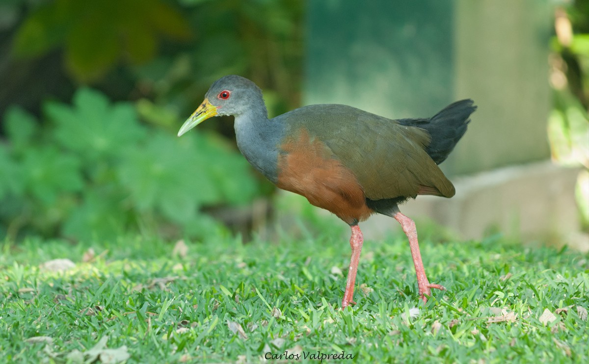 Cotara Chiricote - ML646810733