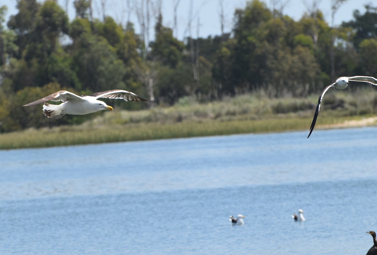 Kelp Gull - ML646810734