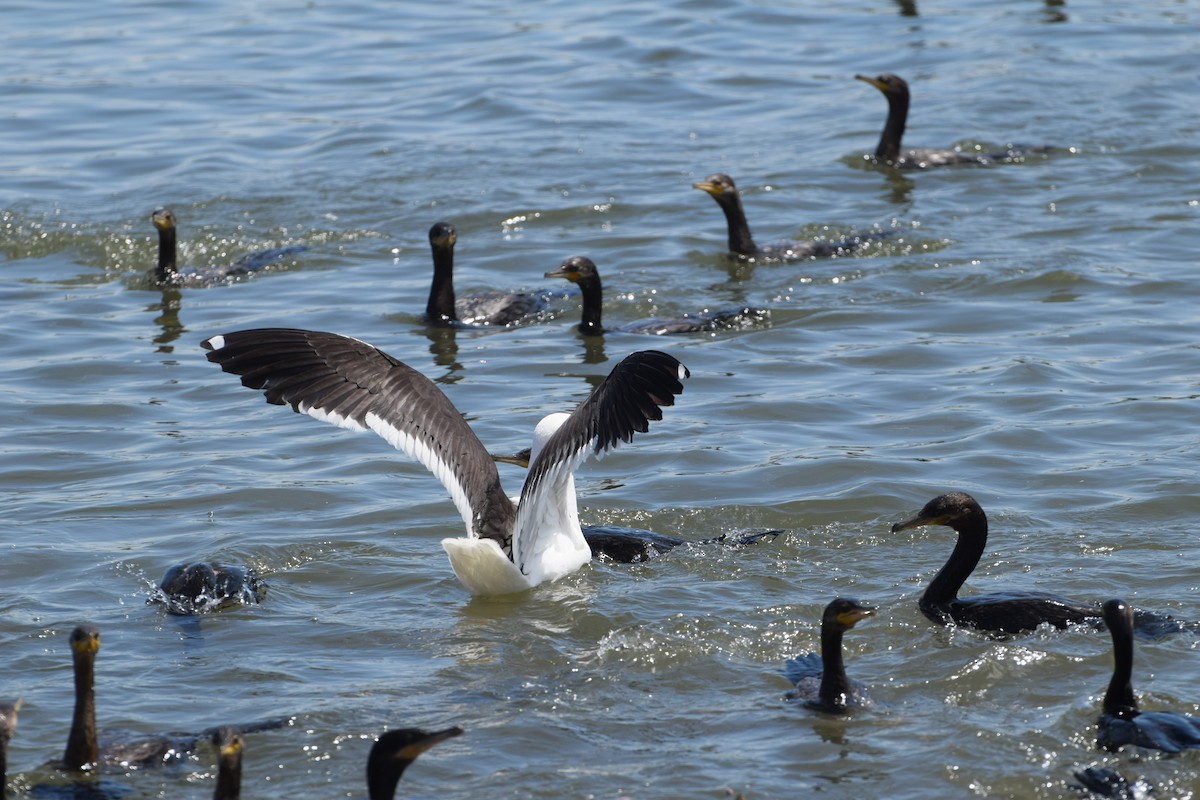 Kelp Gull - ML646810735