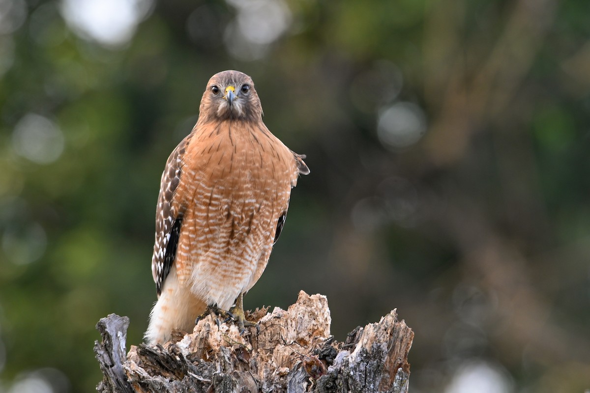 Канюк рудоплечий - ML646810736