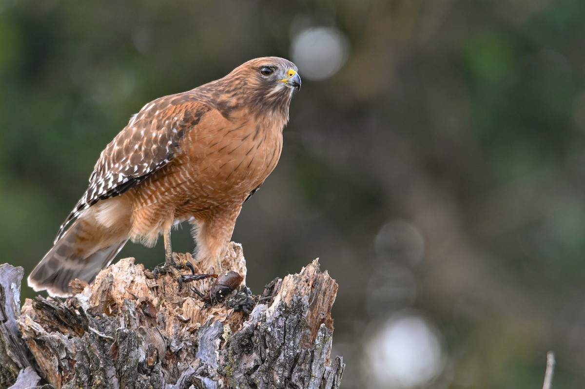 Канюк рудоплечий - ML646810737