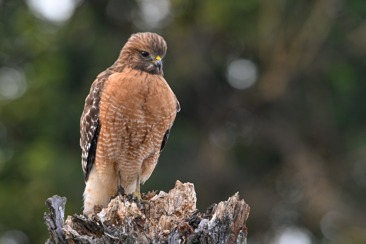 Канюк рудоплечий - ML646810738