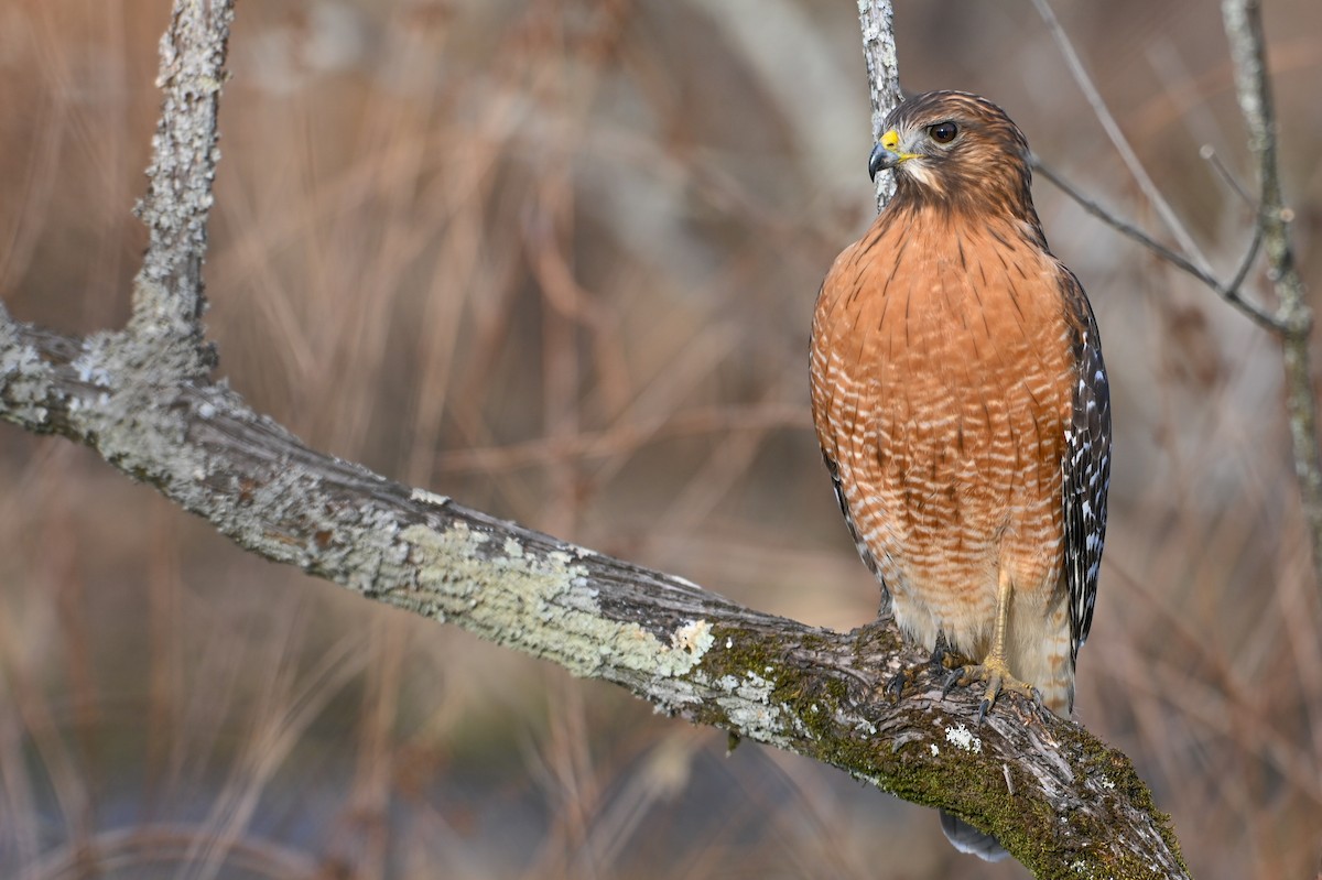 Канюк рудоплечий - ML646810739