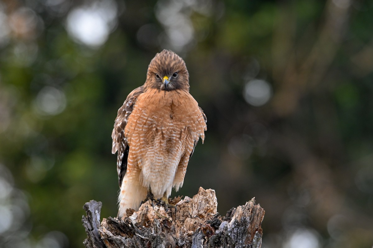 Канюк рудоплечий - ML646810740